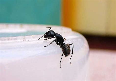 家裡螞蟻很多